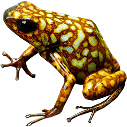 Sylvatica Lita Dart Frog